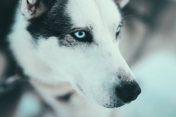 Husky Sledding Self-Drive Adventure in Tromso - Indulge in Coffee, Tea, and Snacks