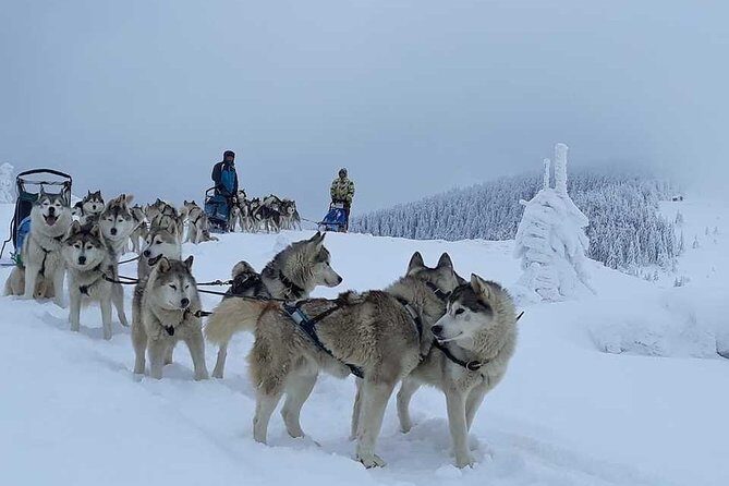 Husky Sleigh Rides experience - Husky Sleigh Rides Experience in Brasov: An Authentic Snowy Adventure