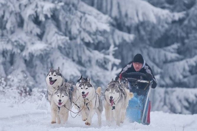 Husky Sleigh Rides experience - An Authentic Guide to the Husky Sleigh Rides Near Brasov