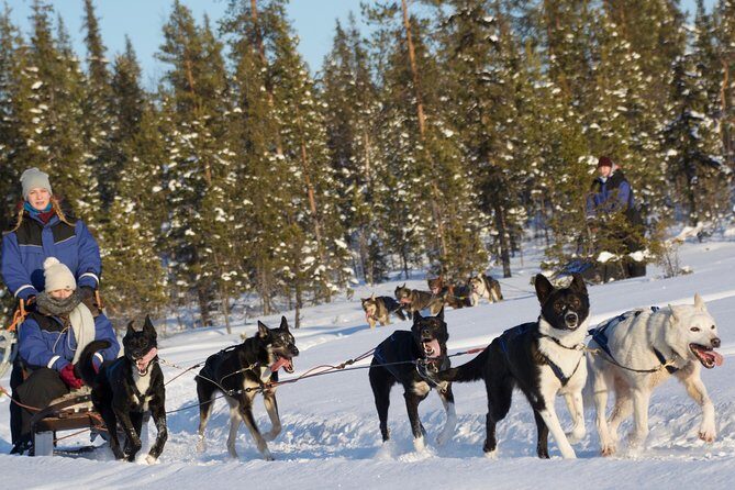 Husky Tour Sit and Drive Combo Tour from Kiruna - Husky Tour Sit and Drive Combo Tour from Kiruna: A Genuine Arctic Adventure