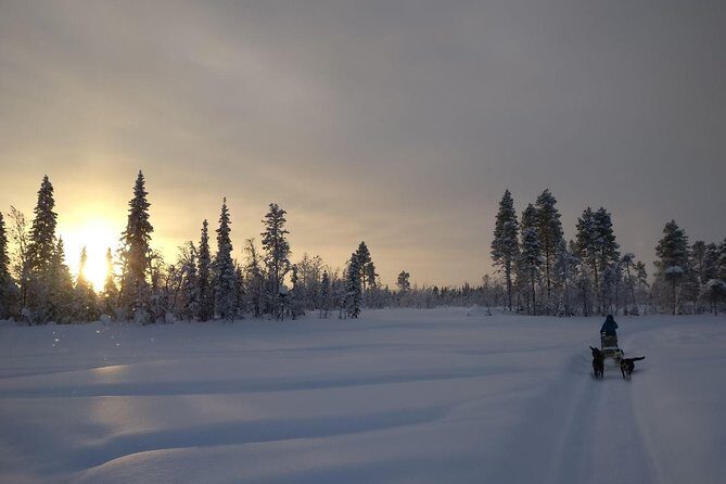 Husky Tour Sit and Drive Combo Tour from Kiruna - Key Points
