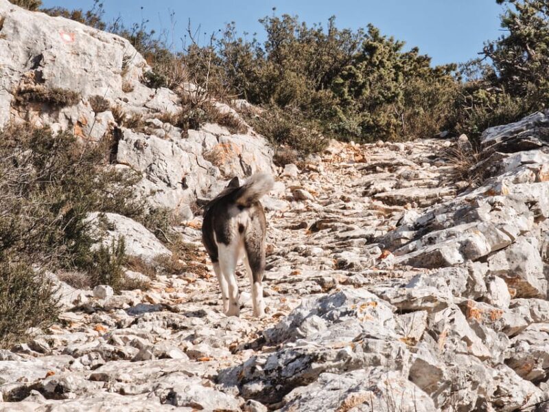 Hvar: Guided Hiking Tour in the Countryside - The Sum Up