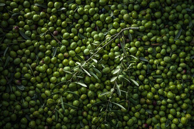 Hvar: Island tour with Wine and Olive Oil Tasting - Practical Details and Considerations