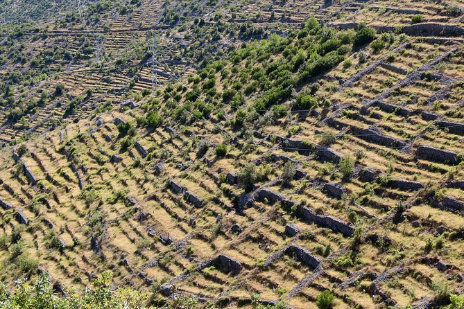 Hvar Lavender Small Group Tour - Good To Know