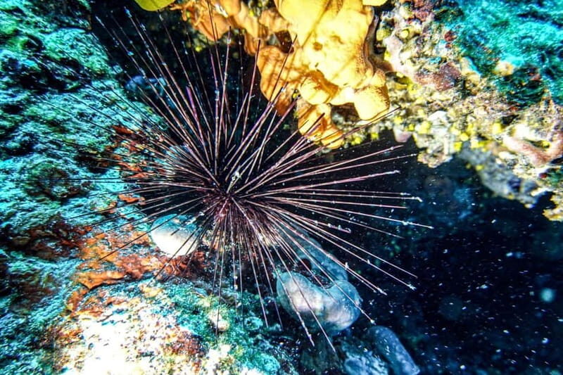 Hvar: Try Dive/Discover Scuba Diving Program - What Makes This Tour Stand Out?