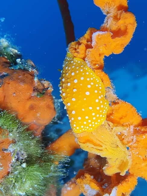 Hvar: Try Dive/Discover Scuba Diving Program - Is It Good Value?