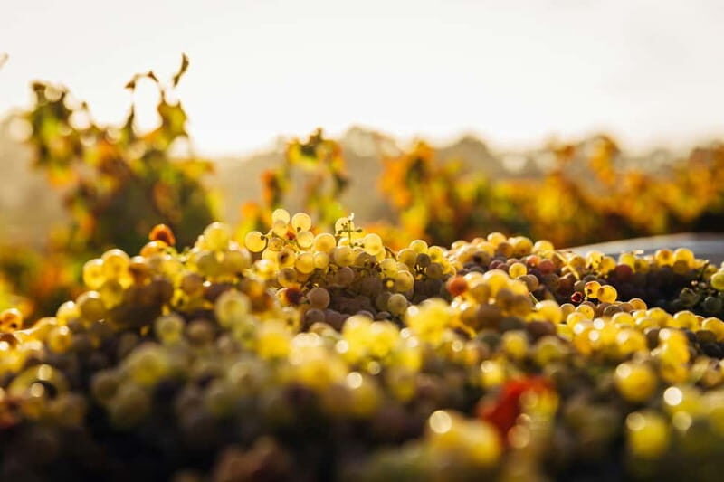 Hvar: Wine Tasting Tour and Island Sightseeing - What Reviewers Say