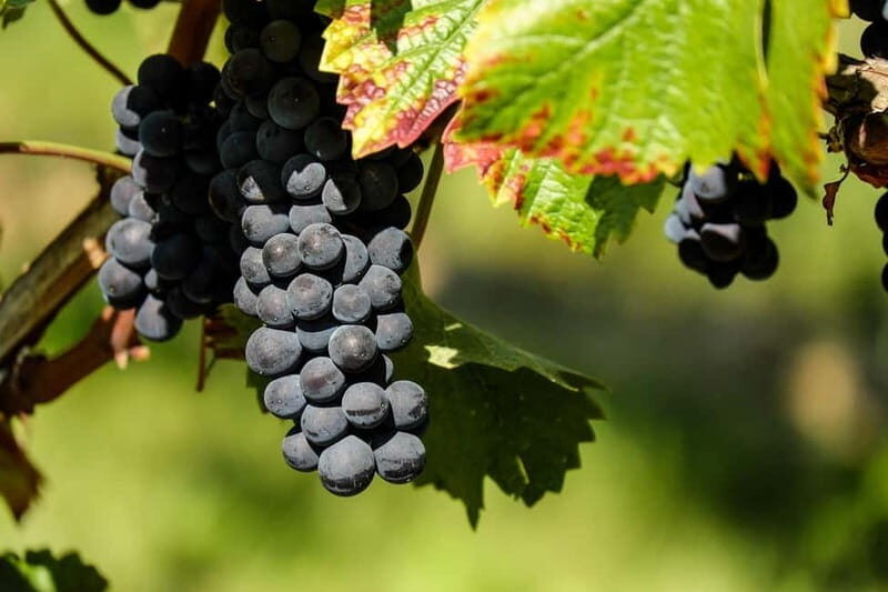 Hvar: Wine Tasting Tour and Island Sightseeing - FAQ