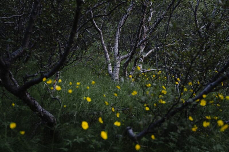 Hvolsvöllur: Private Thorsmork Guided Day Hike by Super Jeep - Booking Information