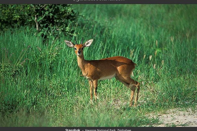 Hwange National Park Full Day Game Drive Safari - Overview of the Safari Experience