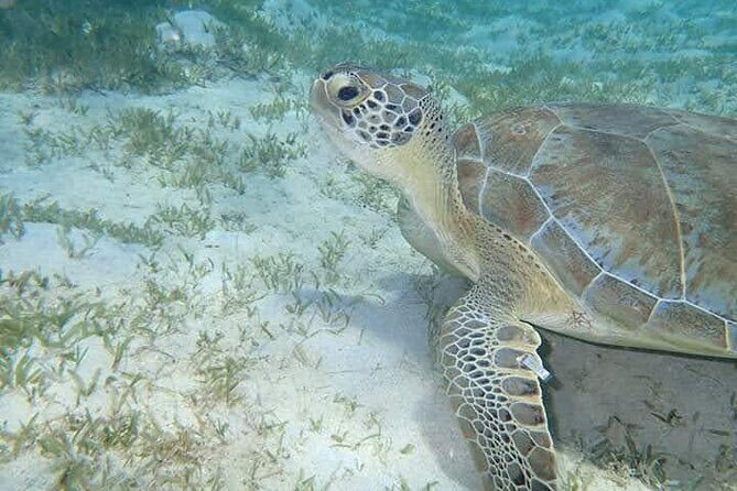 I Like Turtles Private Sailing and Snorkeling from Sapphire - What Travelers Are Saying