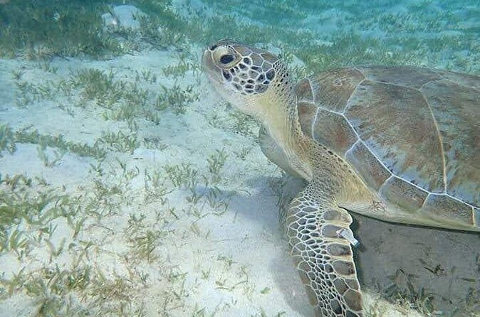 I Like Turtles Private Sailing and Snorkeling from Sapphire - Practical Details & Tips for Visitors