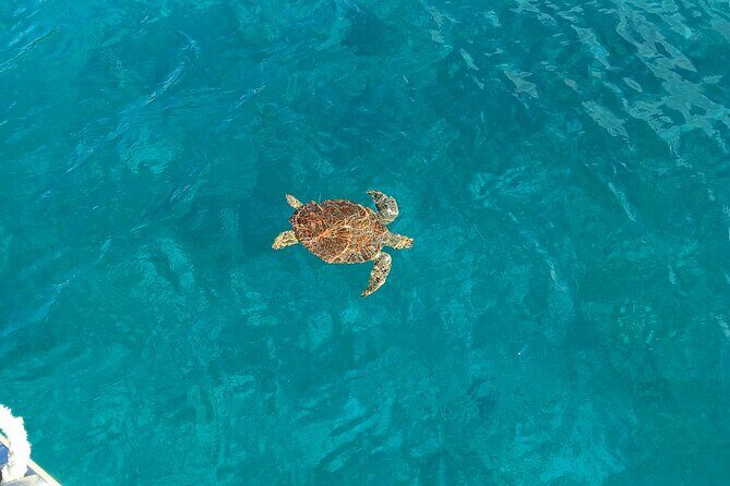 I Like Turtles Private Sailing and Snorkeling from Sapphire - Who Should Consider This Tour?