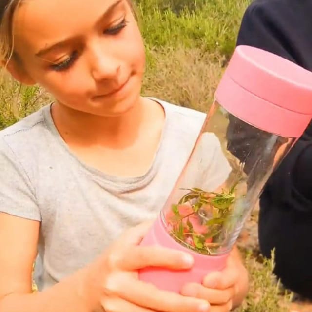 IBIZA : DIY Regenerating & Anti-Red Cream From IBIZA Plants - Cream Manufacturing Process