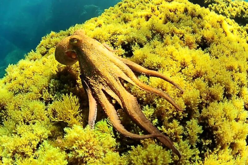 Ibiza Scuba Diving for Beginners and Snorkeling - Diving and Snorkeling Qualifications
