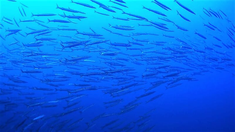 Ibiza Scuba Diving for Beginners and Snorkeling - Included Amenities and Experiences