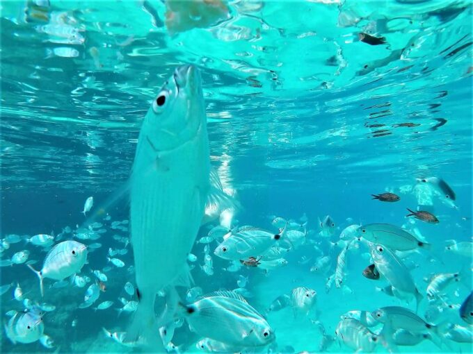 Ibiza: Snorkeling and SUP Paddle, Beach and Cave Boat Tour - Scenic Cruise and Sea Cave Adventure