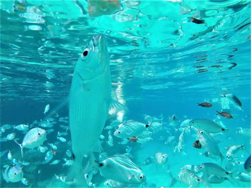 Ibiza: Snorkeling, Sunset Beach and Cave Boat Trip - Customer Ratings and Reviews