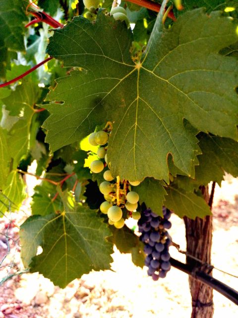 Ibiza Traditional Wine Tasting & Culture Tour - Historical Context