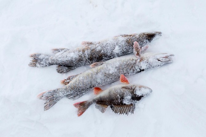 Ice Fishing From Rovaniemi - Pricing and Booking Information
