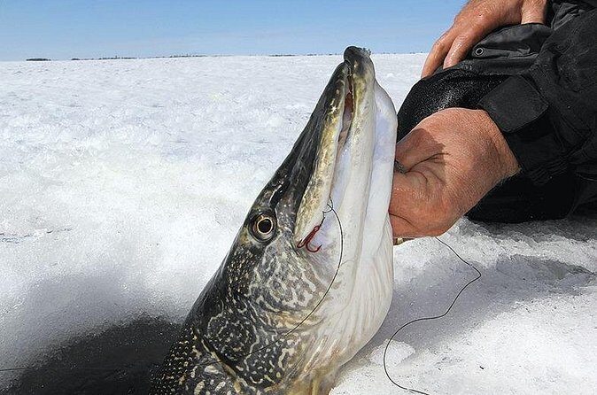 Ice Fishing Tour from Fairbanks - Pricing and Value
