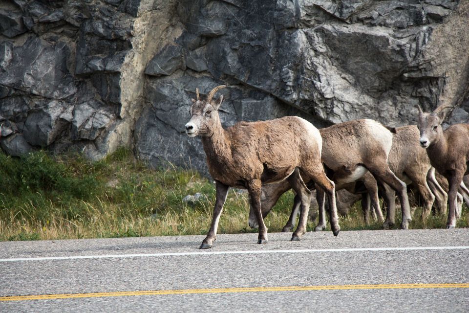 Icefields Parkway: Smartphone Audio Driving Tour - Profiles of Notable Figures