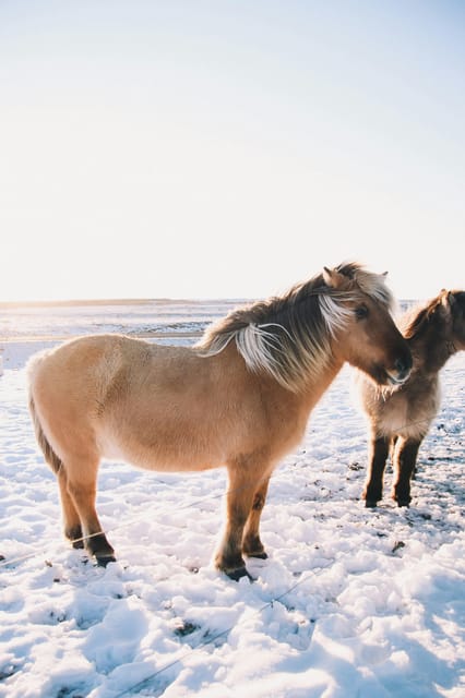 Iceland: Christmas Golden Circle Tour with Santa - A Festive Spin on Iceland’s Golden Circle