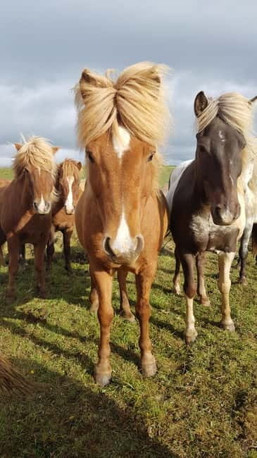 Iceland: Volcanic Landscape Horse Riding Tour - Key Points