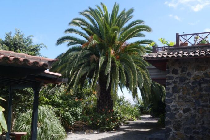 Icod De Los Vinos: Artlandya Doll World Entry Ticket & Tour - Availability and Reservations