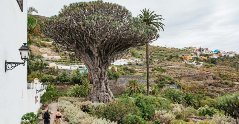 Icod De Los Vinos: Dragon Tree & Botanical Garden Ticket - Good To Know