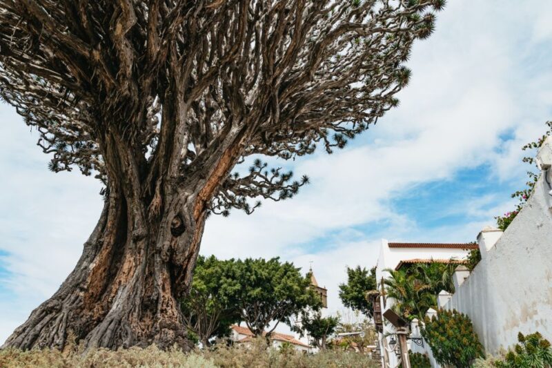Icod De Los Vinos: Dragon Tree & Botanical Garden Ticket - Visitor Information