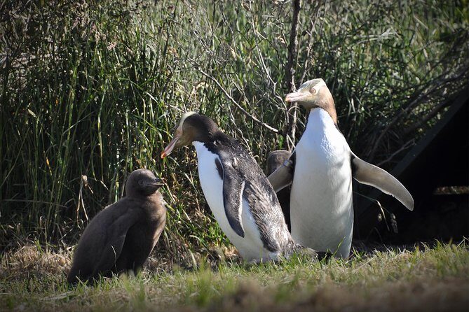 Iconic Wildlife Tour with Yellow Eyed Penguins & Royal Albatross - Key Points