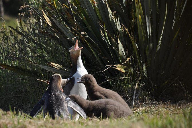 Iconic Wildlife Tour with Yellow Eyed Penguins & Royal Albatross - An In-Depth Look at the Iconic Wildlife Tour
