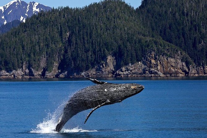 Icy Strait Shore Excursion: Whale Watching Adventure Tour - Highlights of the Tour Experience
