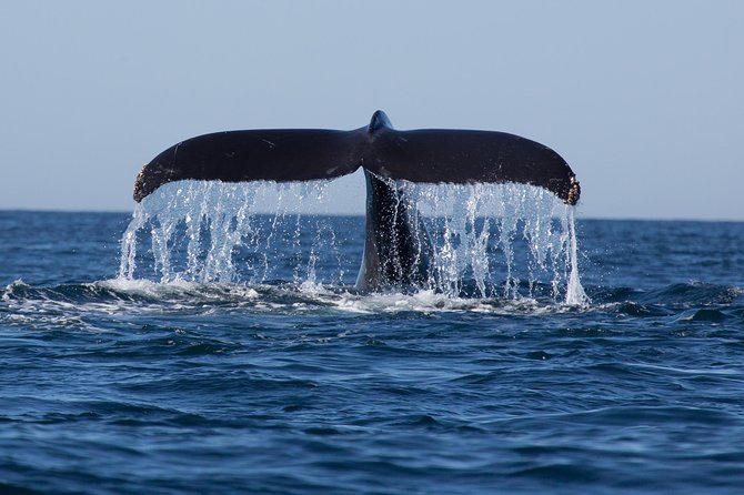 Icy Strait Shore Excursion: Whale Watching Adventure Tour - Traveler Feedback and Testimonials