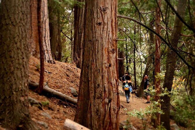 Idyllwild Day Tour - An In-Depth Look at the Idyllwild Day Tour