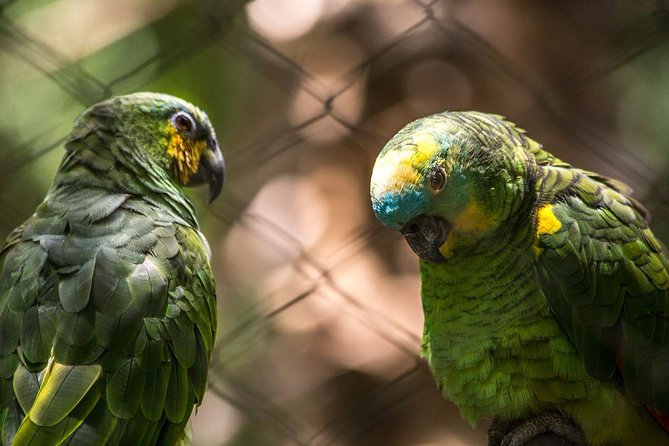 Iguazu Falls Brazilian Side & Bird Park From Puerto Iguazu - Experience and Location
