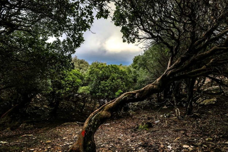 Ikaria, Hike Randi's Forest, Swim at Seychelles & Lunch - Key Points