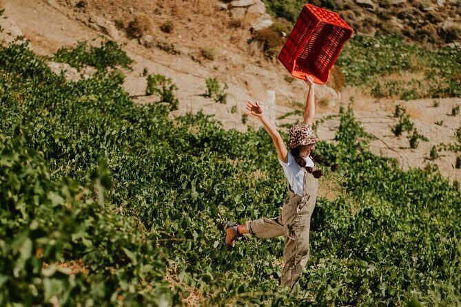 Ikaria, Two Family-run Wineries in a single Day with Pick-Up - Key Points