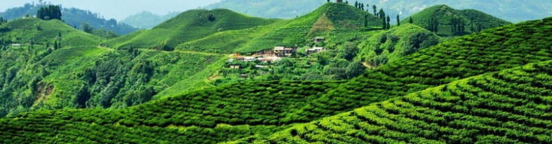 Ilam: 7-Day Luxury Tea Garden Stay in Illam - A Closer Look at the Experience