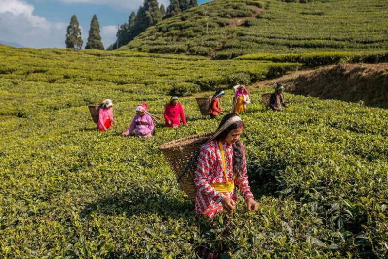 Ilam: 7-Day Luxury Tea Garden Stay in Illam - Final Thoughts