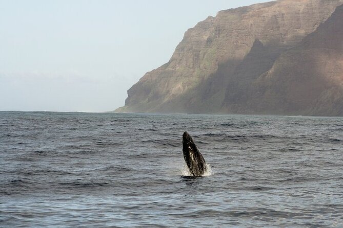 Imiloa Express Whale Watch Cocktail Tour - Tips for a Great Experience