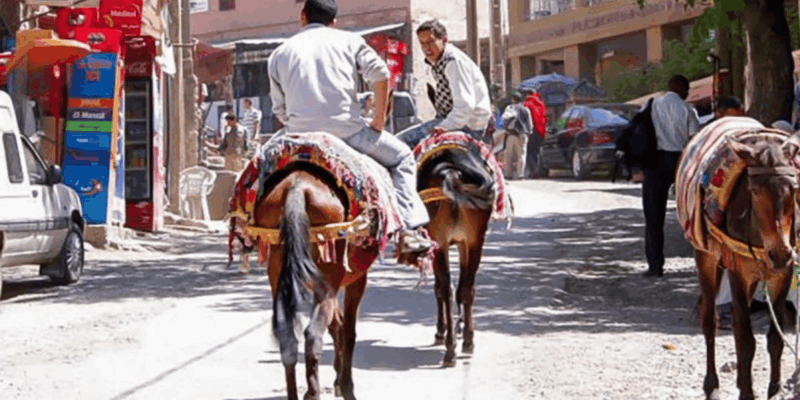 Imlil Day Trip With Camel Ride - Local Experience