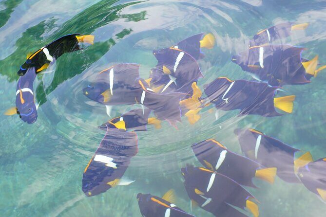 Enjoy paradise: Hidden Beach Snorkeling Adventure - Discovering the Tour: A Complete Breakdown