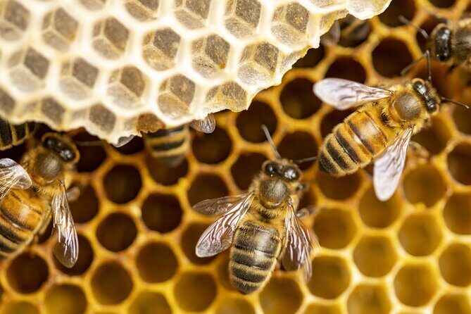 Immersion in the Life of a Hive and its Sacred Bees - A Closer Look at the Experience