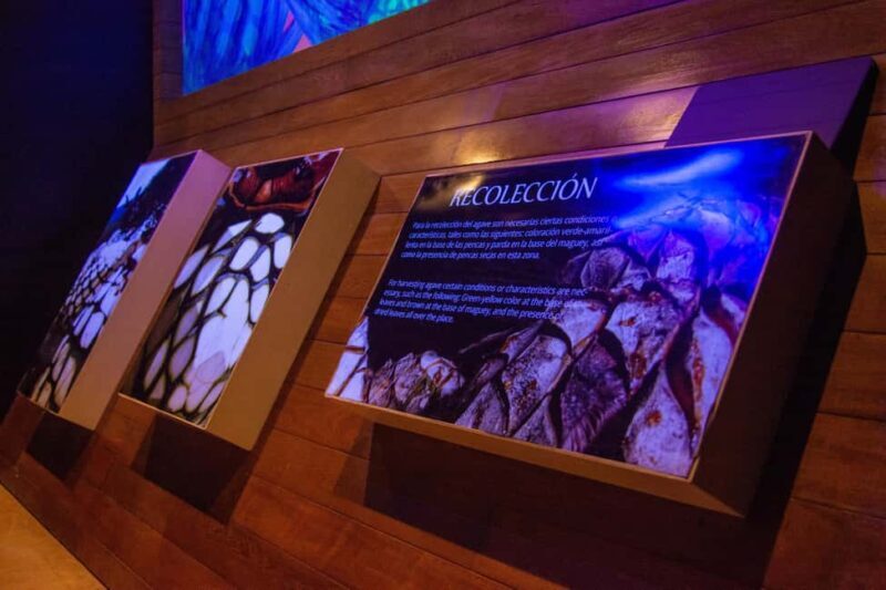 Immersive Experience & Tequila Tasting in Puerto Vallarta - Key Points