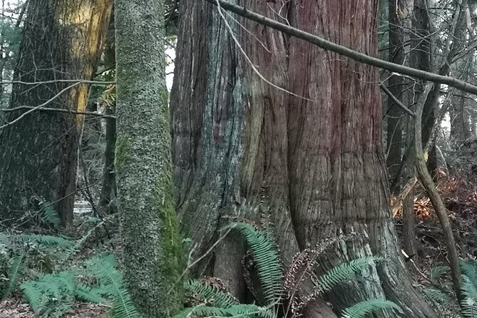 IN GERMAN: City tour "wonderful Vancouver" - all highlights including Capilano - FAQ