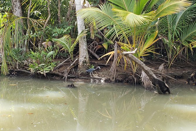 Indian River, Cold Soufriere & Fort Shirley (Northern Excursion) - Customer Reviews and Feedback