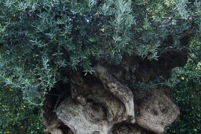 Individual travel accompaniment East Crete - Final Thoughts: Who Is This Tour Best For?