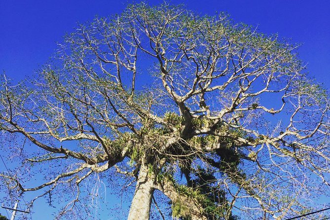 Individuelle Regenwald Tour - Exploring Tobago’s Rainforest: A Thoughtful Review of the Individuelle Regenwald Tour